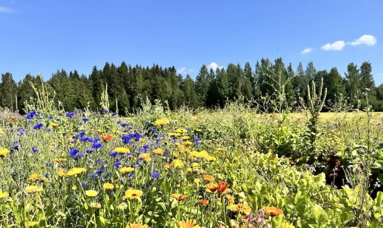 Finnish meadow with flowers, copyright Messeforum Oy